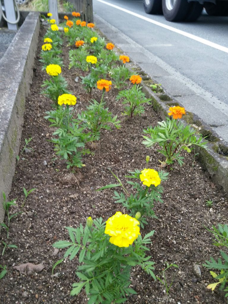 順調に根付き花が咲いたマリーゴールド